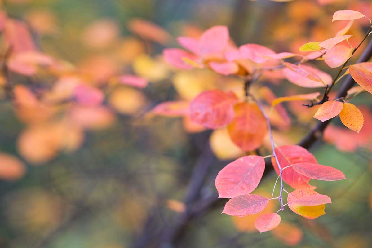 A close up horizontal image of the red fall foliage of a Saskatoon serviceberry (Amelanchier alnifolia) shrub pictured on a soft focus background.