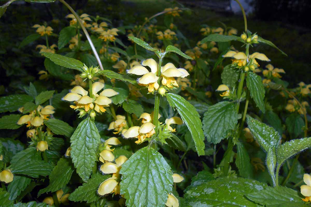 A horizontal photo of false lamium growing in a shady garden. The foliage has dark green veined leaves and the blooms are a pale yellow.