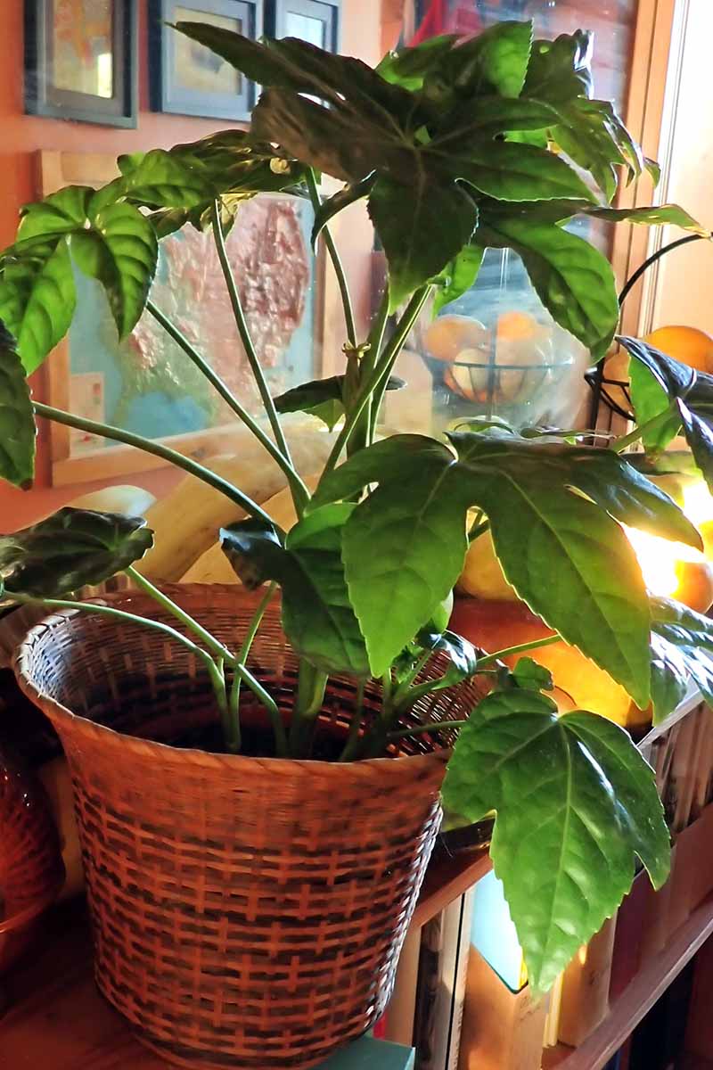 10 Japanese Fatsia Japonica Seeds – Live Shrub Flower Paperplant For Planting, Easy Grow Garden Decoration