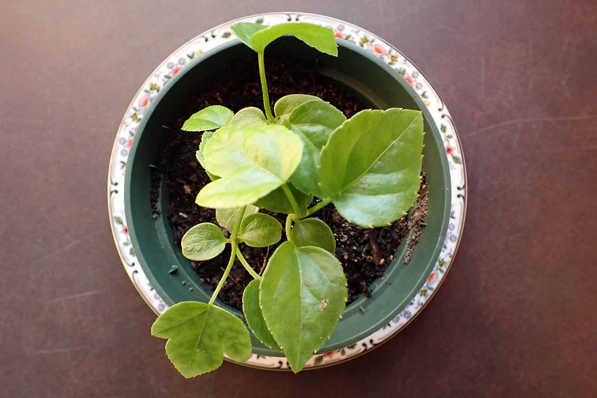 A horizontal photo from above of a fatsia seedling in a ceramic pot.