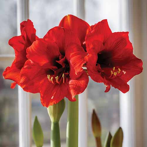 A close up square image of a deep red Hippeastrum 'Ferrari' flower pictured on a soft focus background.