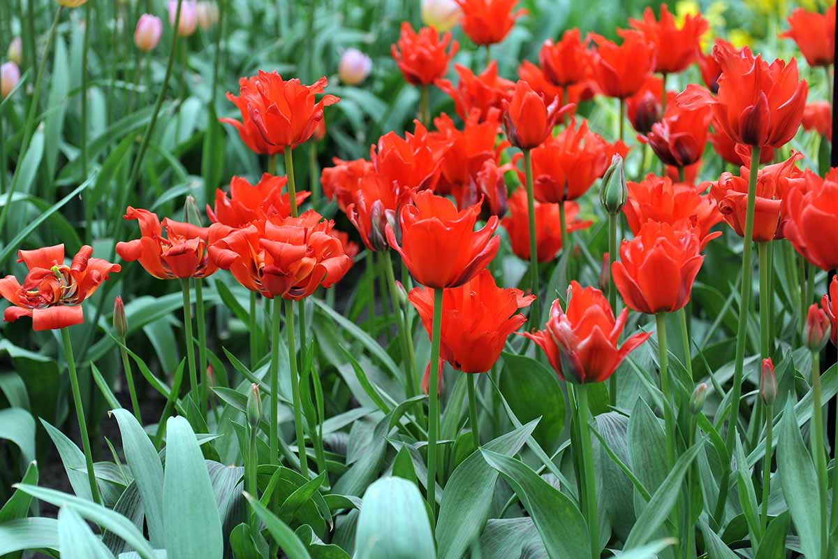 A horizontal field of 'Red Riding Hood' Greigii tulips in full bloom.