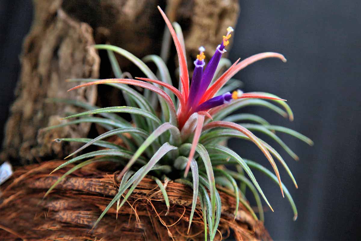 A close up horizontal image of a small air plant growing on a piece of wood indoors, in full bloom.