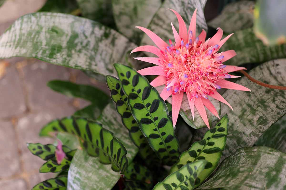 A close up horizontal image of a bromeliad in bloom growing next to a prayer plant.