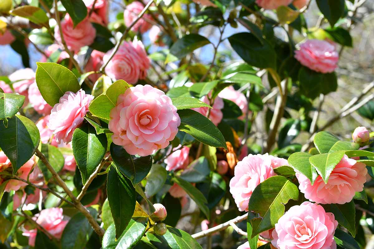 A close up horizontal image of pink camellia flowers growing in the garden pictured in bright sunshine.