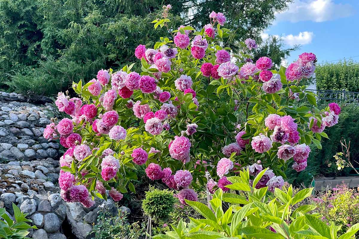 A horizontal image of deep pink polyantha roses in full bloom in a cottage garden.