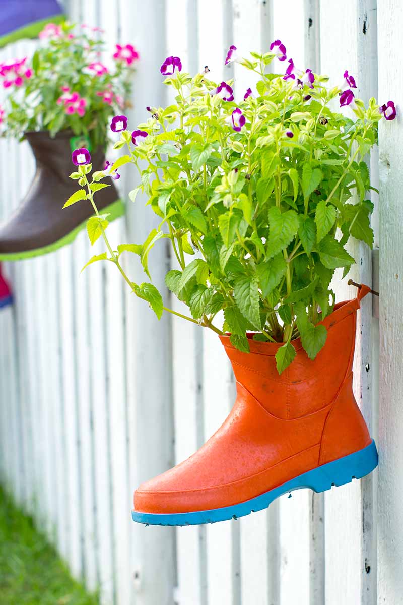 A vertical image of flowers growing in old gumboots hanging from a white picket fence.