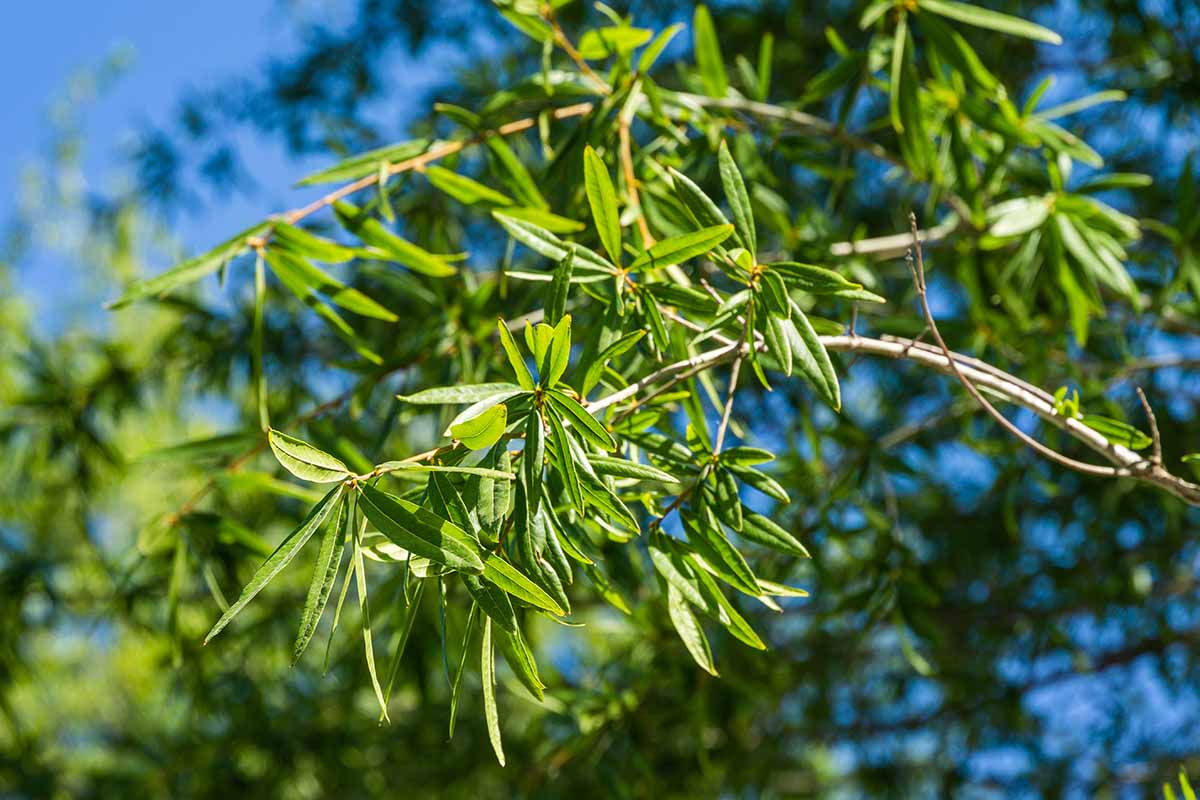 A horizontal shot of the green foliage on a branch of a willow oak against a bright blue sky.