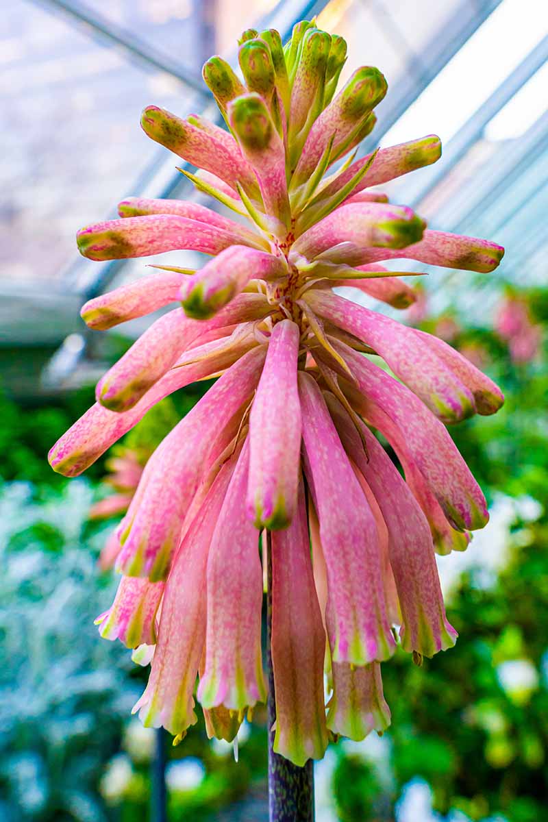 A vertical photo of a forest lily flower fully open growing in a greenhouse.