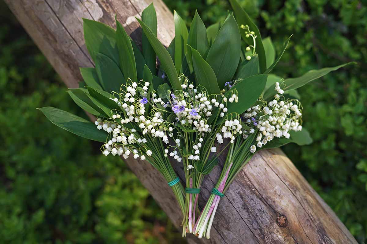 A horizontal photo shot from above of three bunches of fresh cut Convallaria majalis flowers lying on a log.