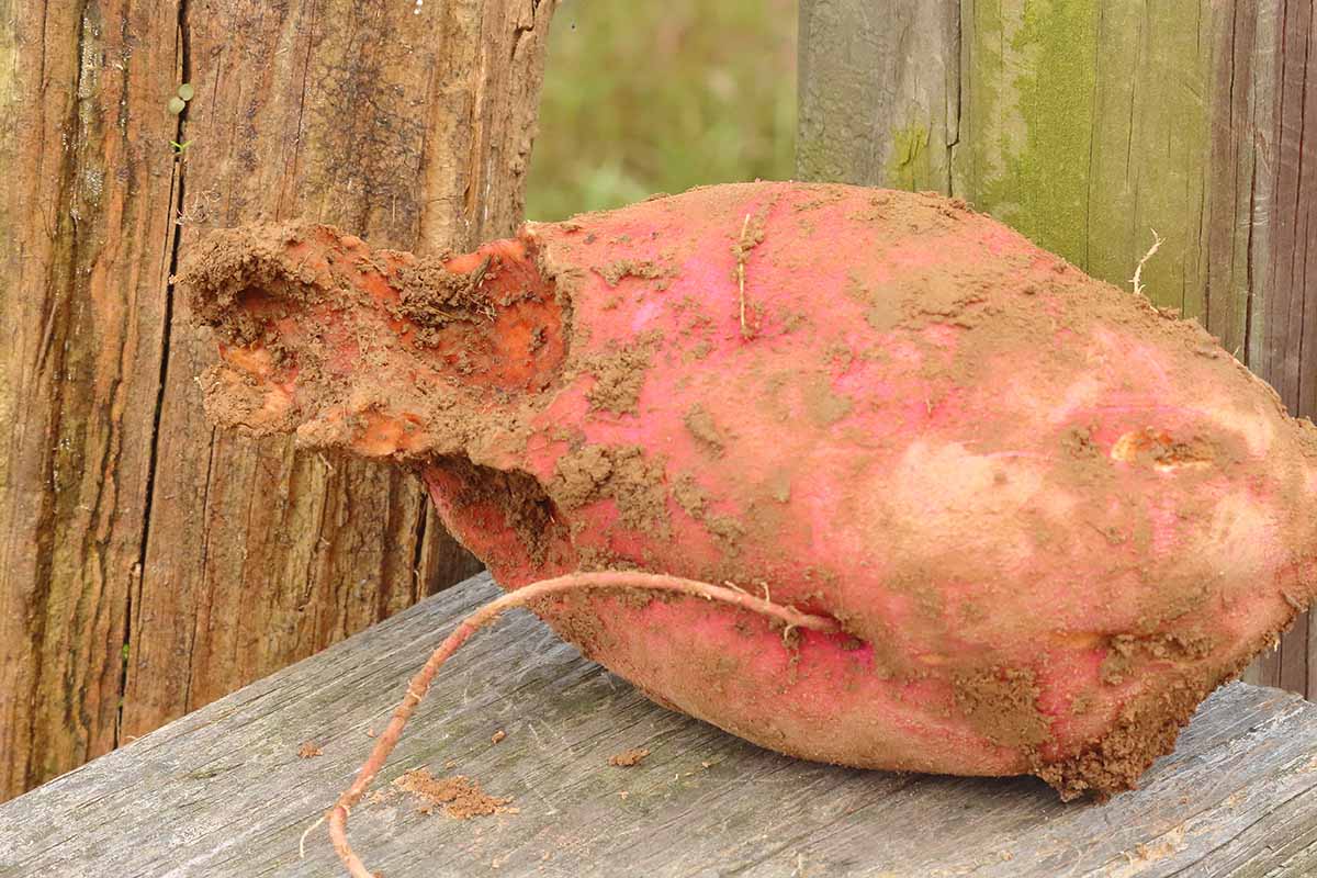 A close up horizontal image of a sweet potato showing damage from voles, set on a wooden surface.