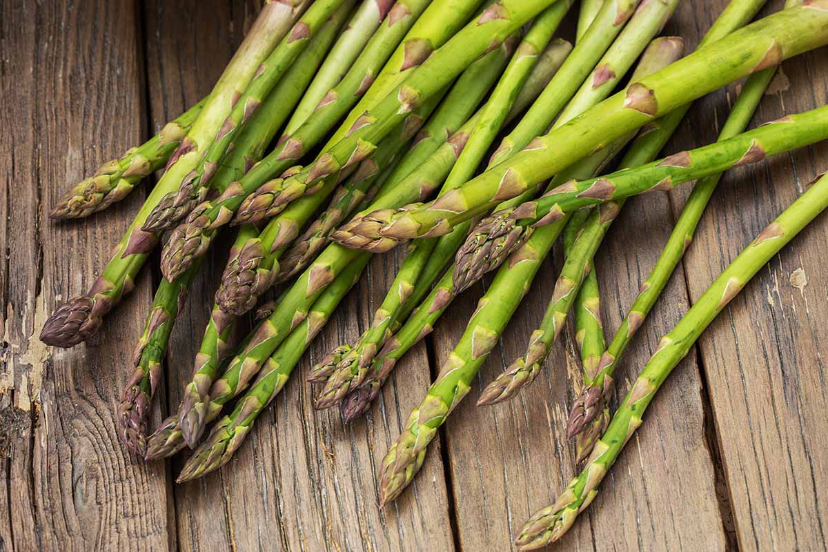 A close up horizontal image of a pile of freshly harvested asparagus set on a wooden table outdoors.