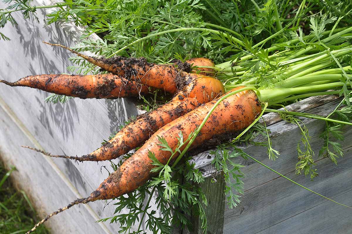 A close up horizontal image of freshly harvested carrots set on the side of an elevated wooden structure.