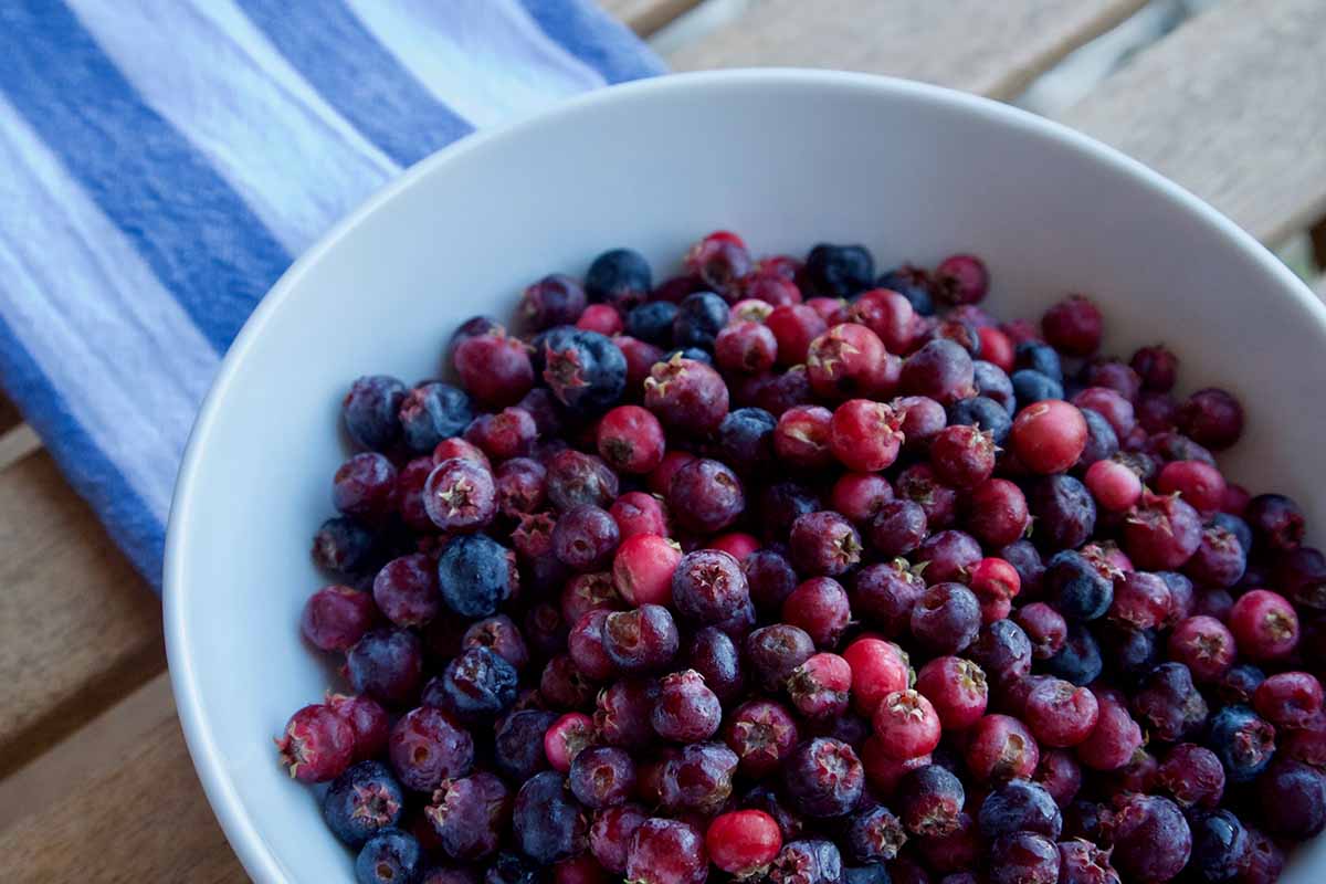 A close up horizontal image of a white bowl filled with freshly harvested Saskatoon serviceberries.