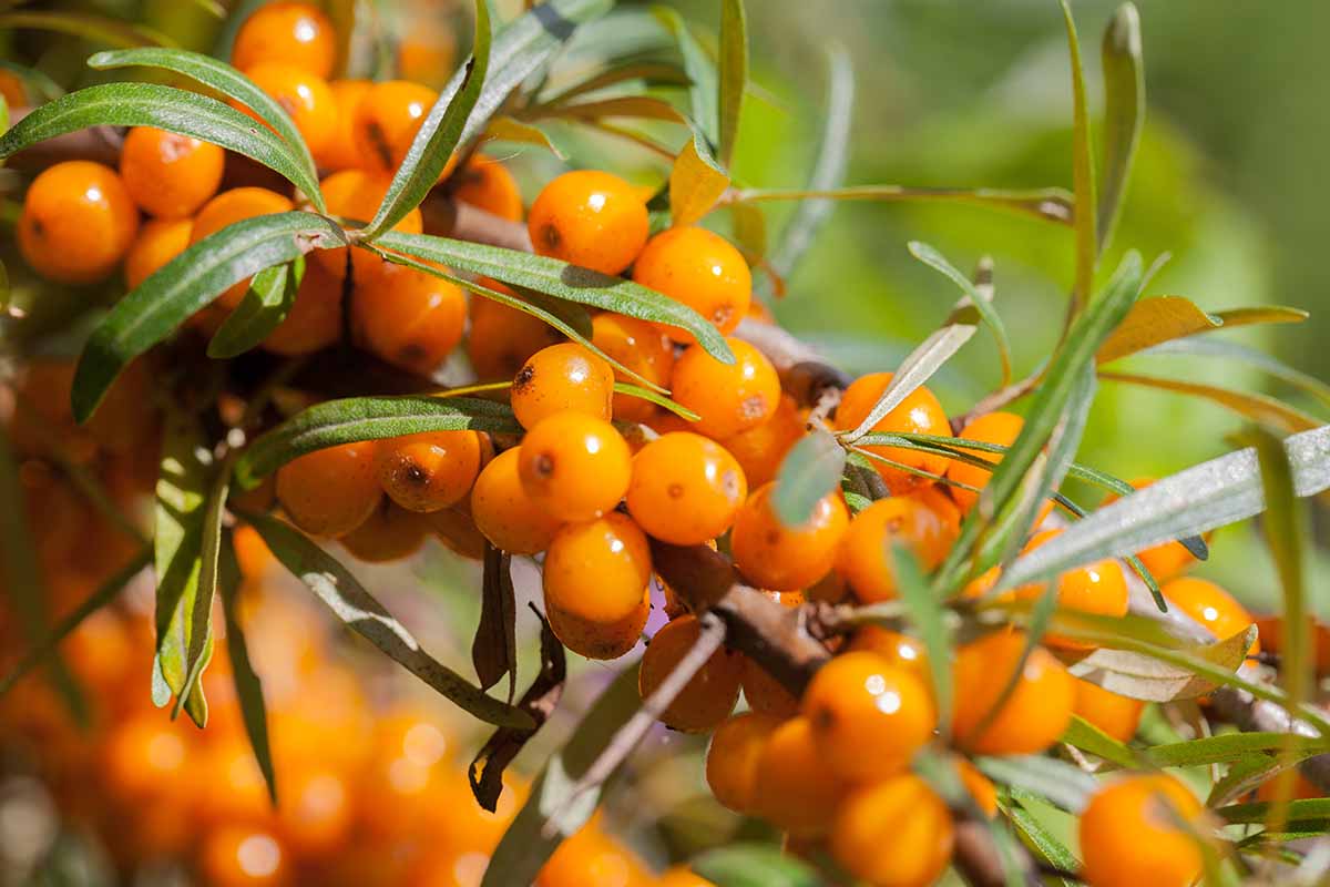 A close up of a branch of Hippophae rhamnoides laden with bright orange fruit.