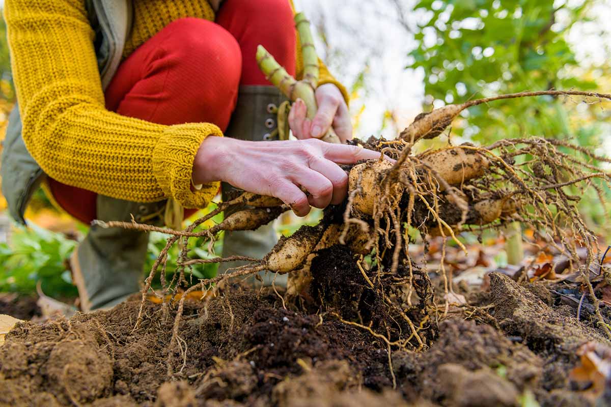 A close up horizontal image of a gardener digging up dahlia tubers in fall.