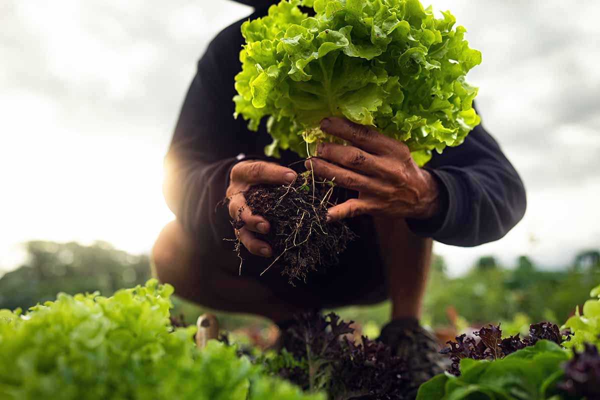 A horizontal photo of a gardener squatting in a garden bed holding freshly harvested lettuce leaves in both hands.