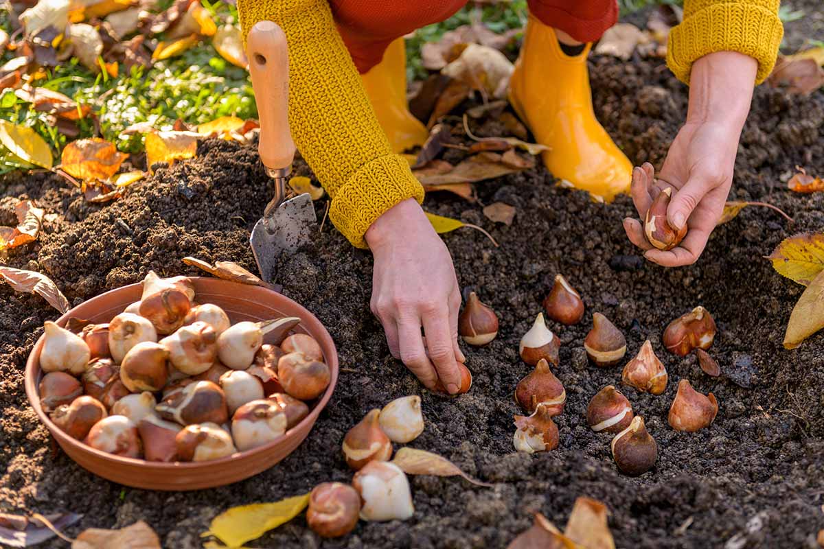 A horizontal photo of a gardener in yellow boots and sweater planting bulbs in a garden bed.