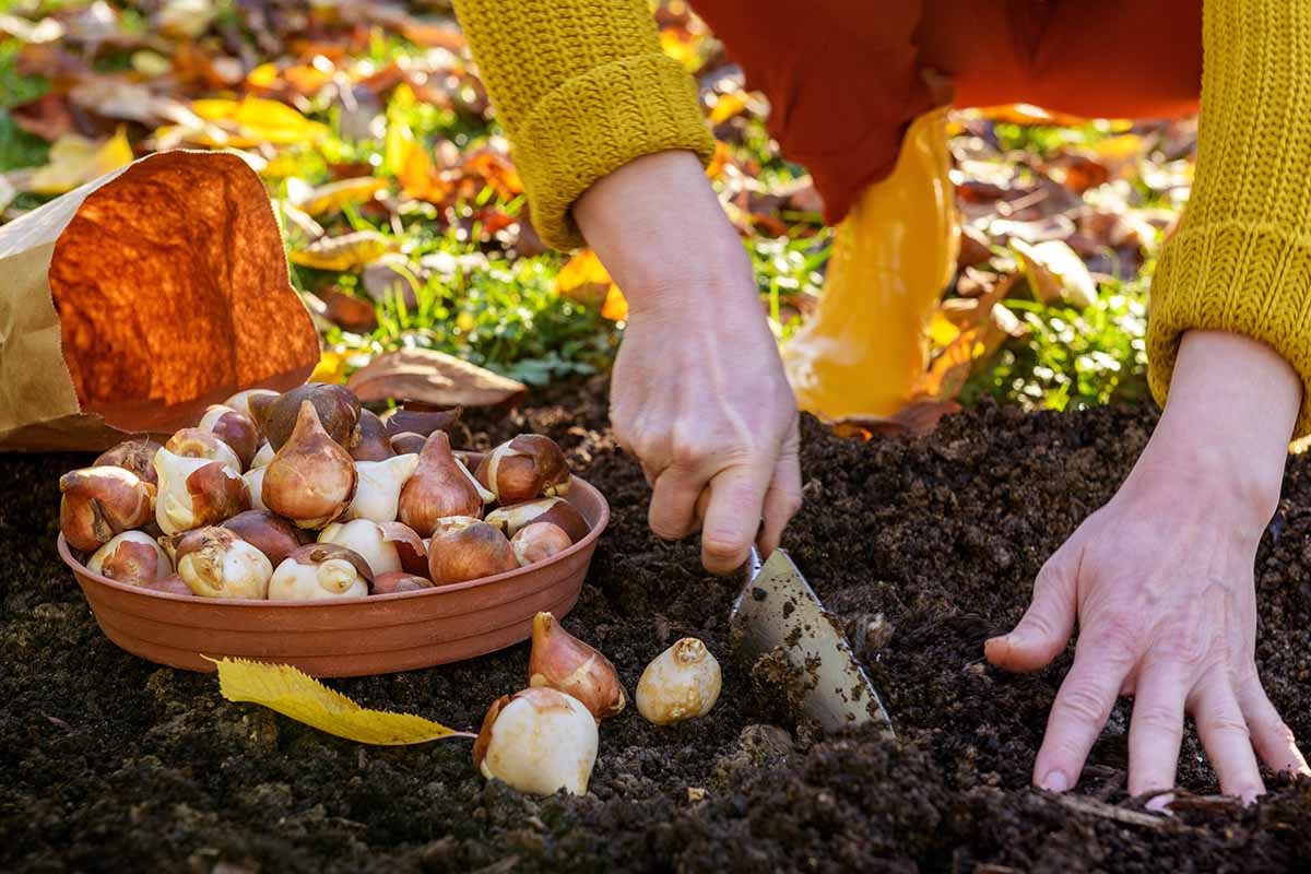 A horizontal photo of a woman gardener in a bright yellow sweater planting bulbs in a garden.