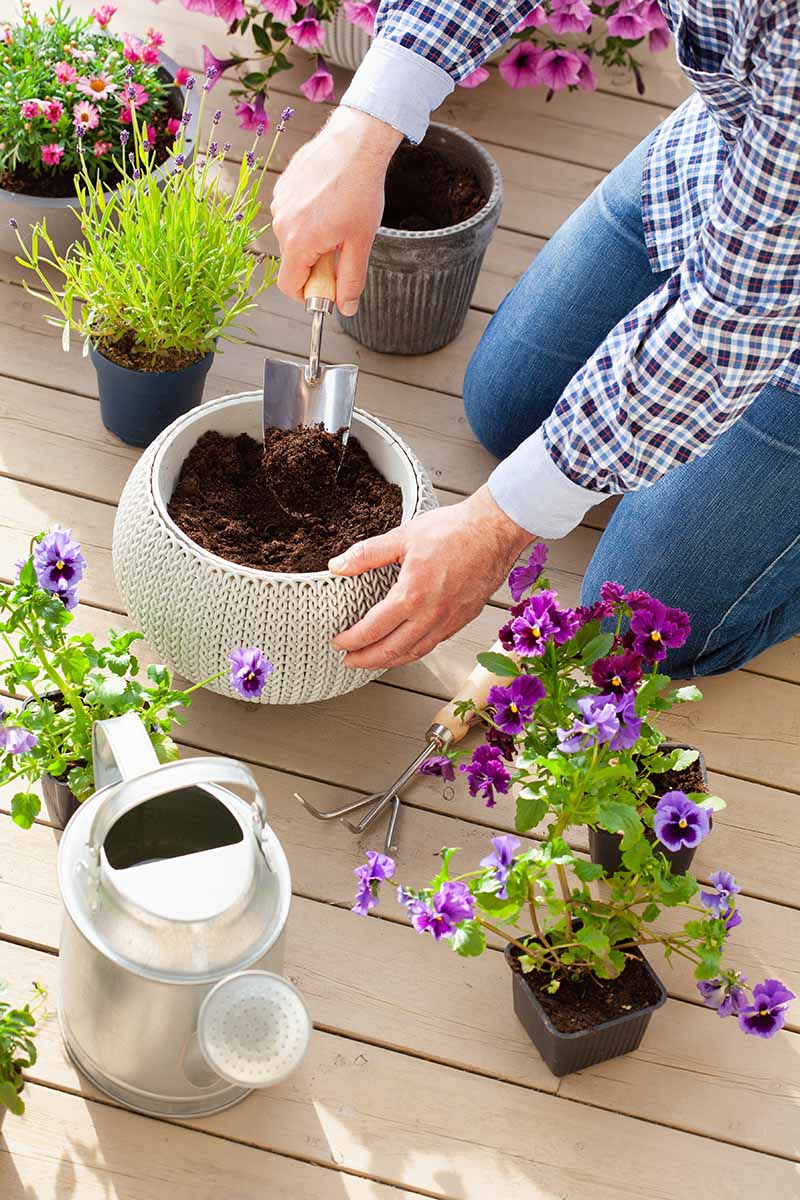 A close up vertical image of a gardener potting up some flowers into decorative planters on a wooden deck.