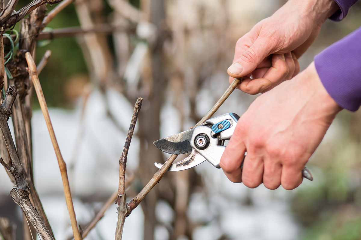 A close up horizontal image of a gardener's hand from the right of the frame using a pair of secateurs to prune shrubs in winter.
