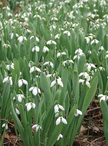 A close up vertical image of giant snowdrops growing in the spring garden.
