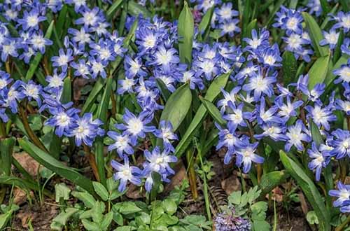 A close up horizontal image of blue and white glory of the snow flowers growing in the garden.