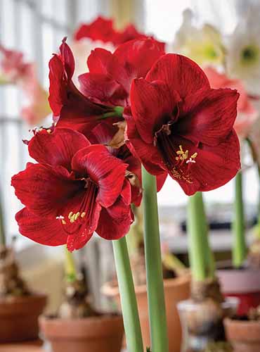 A close up of 'Grand Diva' amaryllis flowers in full bloom.