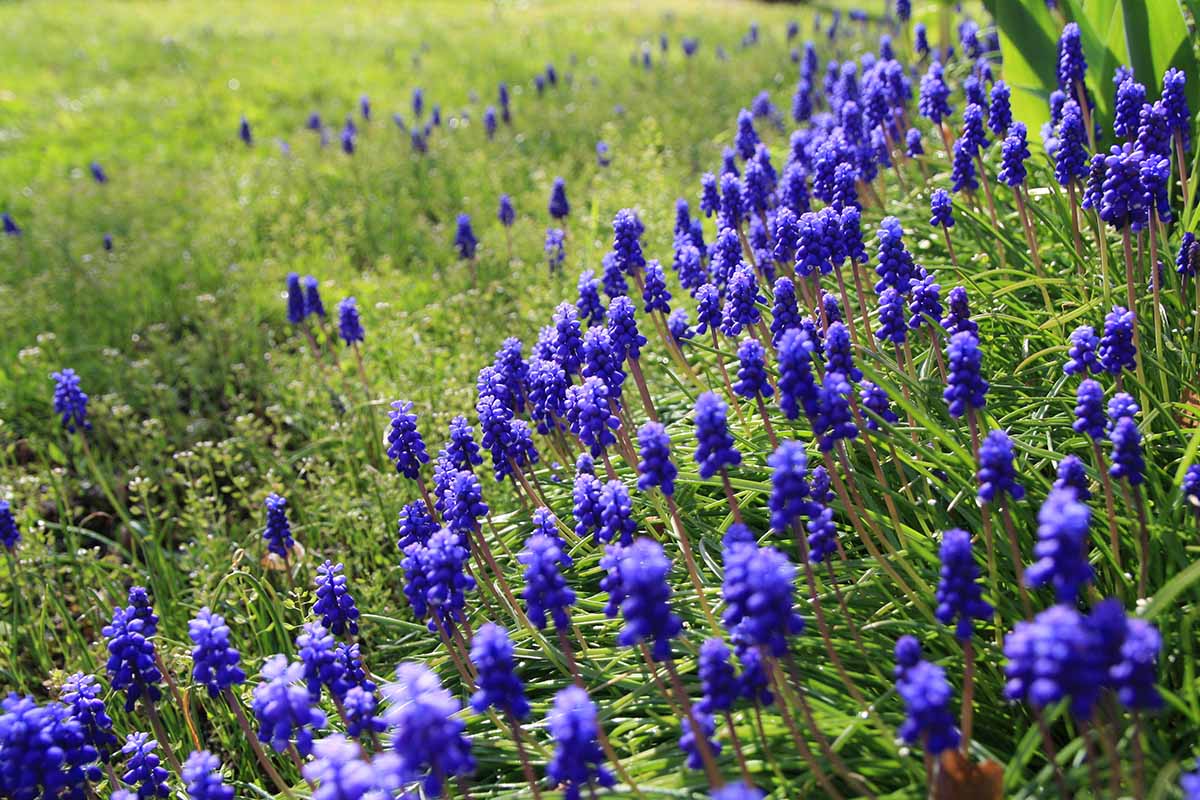 A horizontal photo of a field of naturalized grape hyacinth bulbs in bloom with purple flowers.