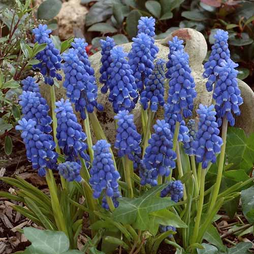 A close up of small blue grape hyacinth flowers growing in the spring garden.