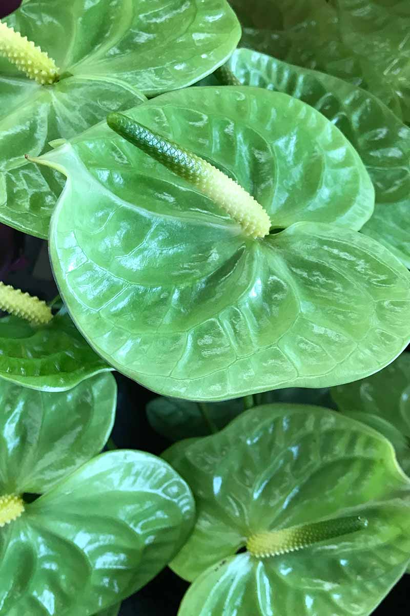 A vertical photo of green anthurium flowers shot from above the plant.