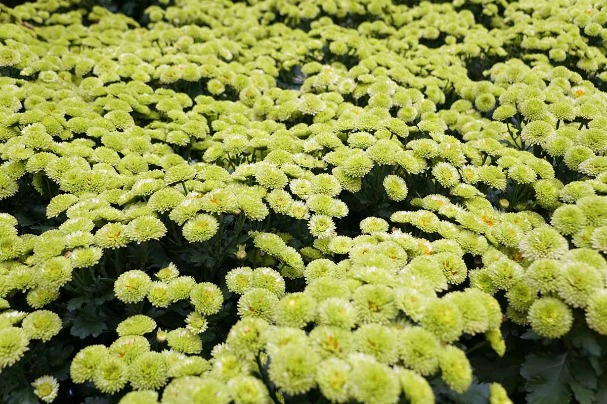 A horizontal photo of a field of lime green pompon chrysanthemums.
