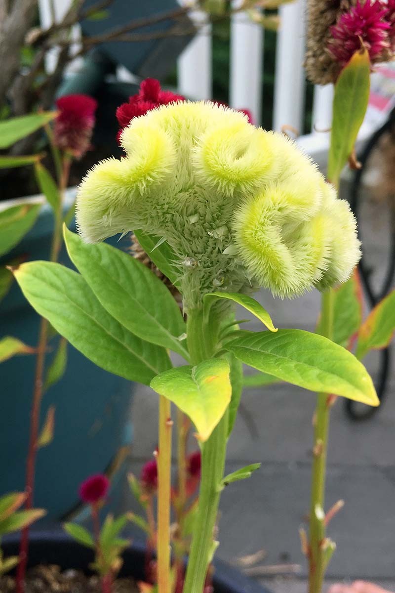 A close up vertical image of a green cockscomb flower growing in a container.