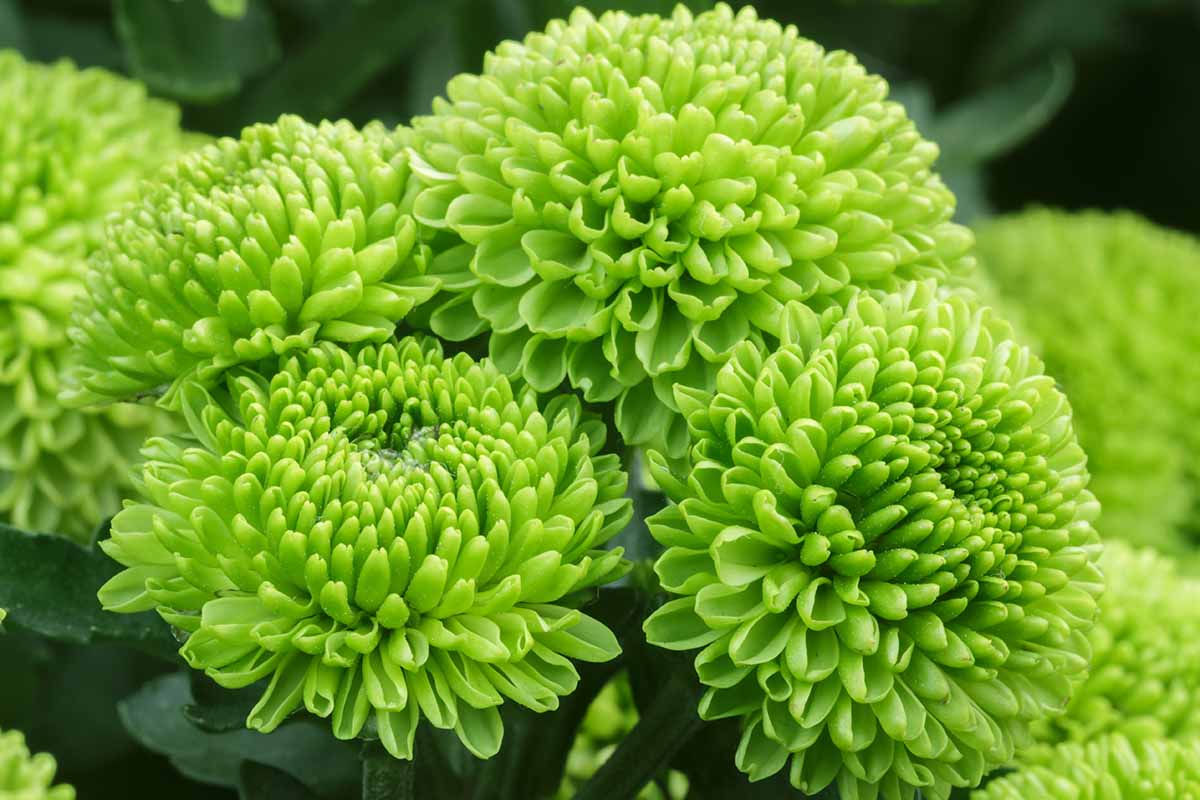 A close up horizontal image of green chrysanthemums growing in the garden pictured on a dark soft focus background.