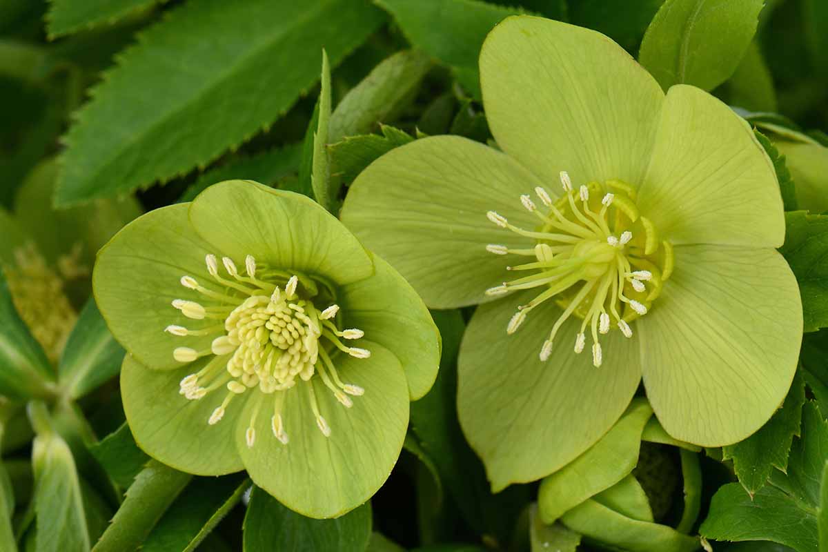 A horizontal close up photo of two lime green hellebore blooms.