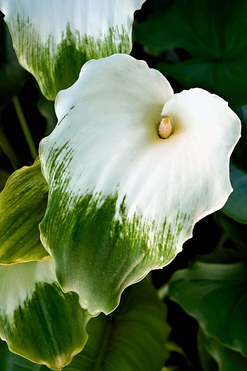 A vertical photo of a green and white calla lily bloom shot from above the plant.