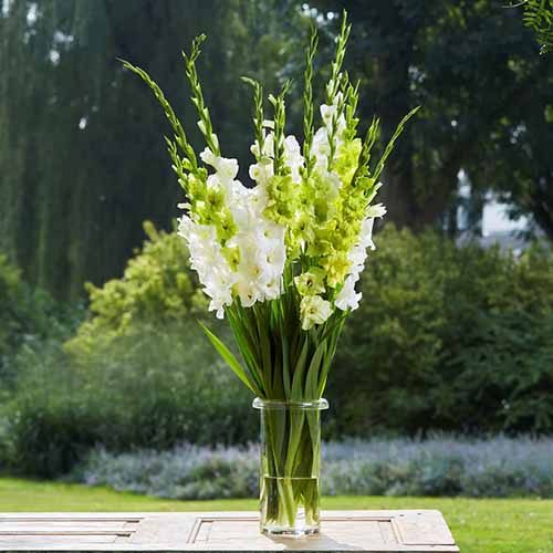 A square product shot of a vase on a table filled iwth green and white gladiolus flowers against a garden background.