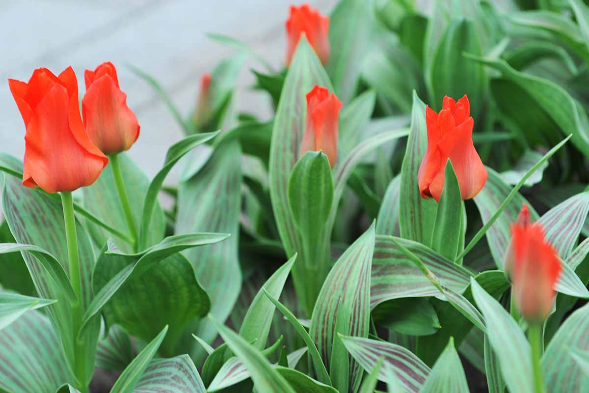 A horizontal photo of a grouping of red Greigii tulips in a garden.