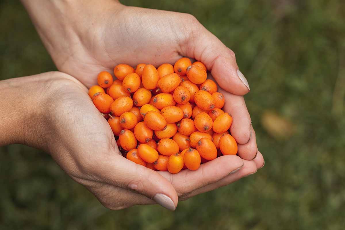 A close up horizontal image of two open hands filled with orange sea berries pictured on a soft focus background.