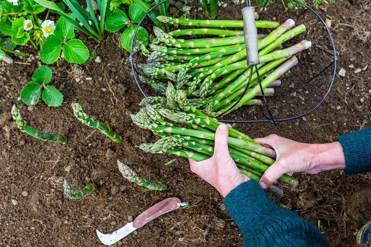 A close up horizontal image of a gardener harvesting fresh asparagus spears from the garden and setting them in a metal basket.