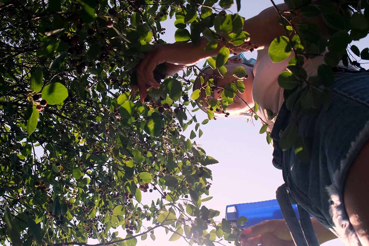 A close up horizontal image of a gardener harvesting Saskatoon serviceberries.