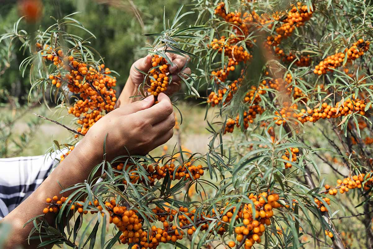 A close up horizontal image of two hands from the left of the frame harvesting sea buckthorn berries from a shrub in the garden.