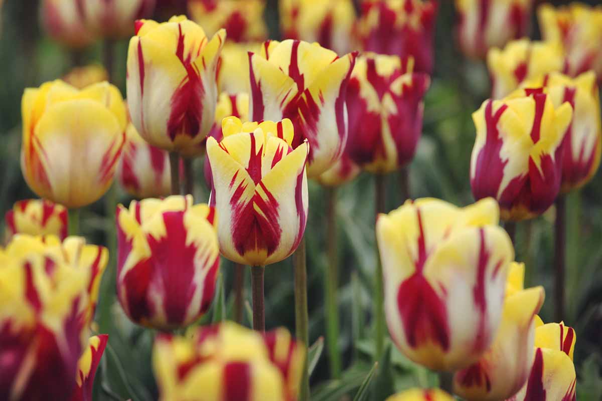 A close up of red and yellow 'Helmar' tulip flowers pictured in bright sunshine on a green soft focus background.