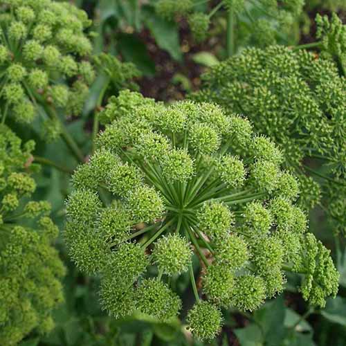A square product shot of the Holy Ghost angelica flower.