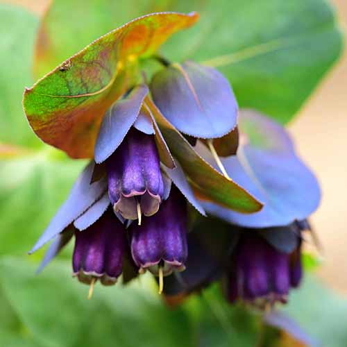 A close up square image of purple honeywort flowers growing in the garden pictured on a soft focus background.