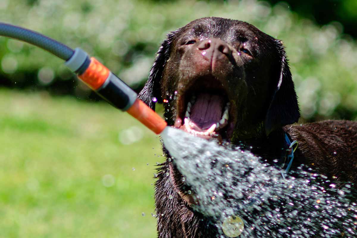 A close up horizontal image of a chocolate Labrador drinking from the garden hose pictured in bright sunshine on a green soft focus background.