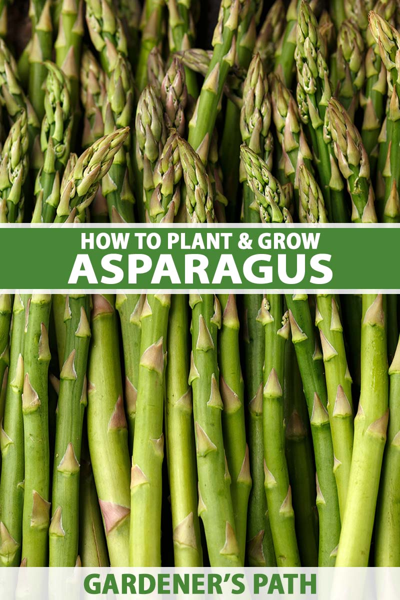 A close up vertical image of a large pile of freshly harvested asparagus spears. To the center and bottom of the frame is green and white printed text.