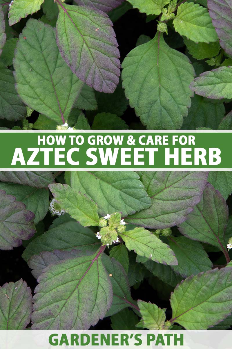 A vertical photo of an Aztec sweet herb plant shot from above. Green and white text span the center and bottom of the frame.