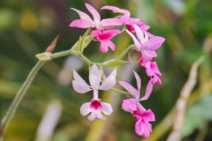 A horizontal photo of a dark pink calanthe orchid blooming in a tropical garden.
