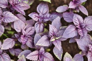 A horizontal close up of the dark purple leaves of a 'Dark Opal' basil plant.
